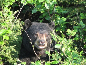 zwarte beer in Terra Nova National Park | Terra Nova National Park